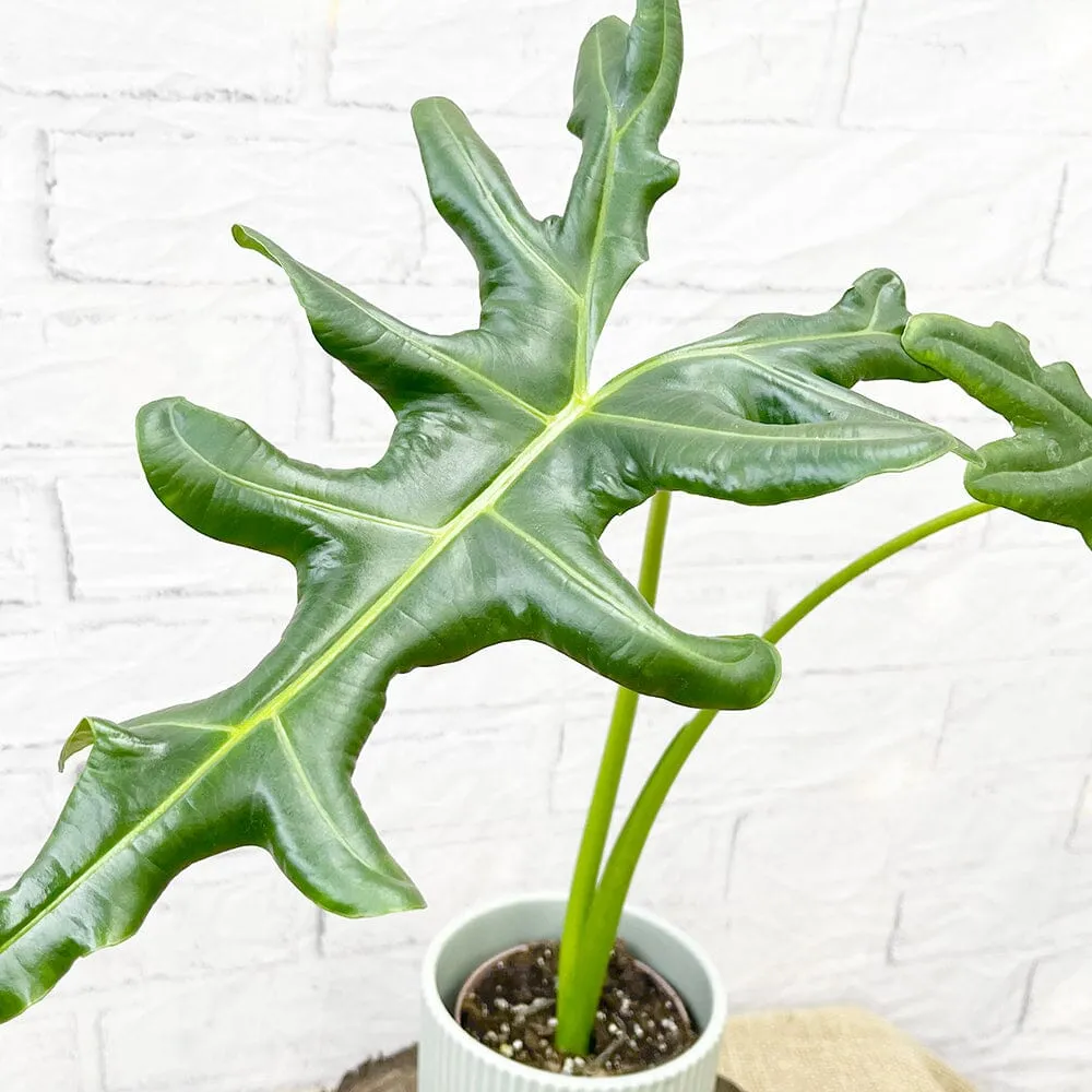 20 - 30cm Alocasia Portei House Plant 9cm Pot