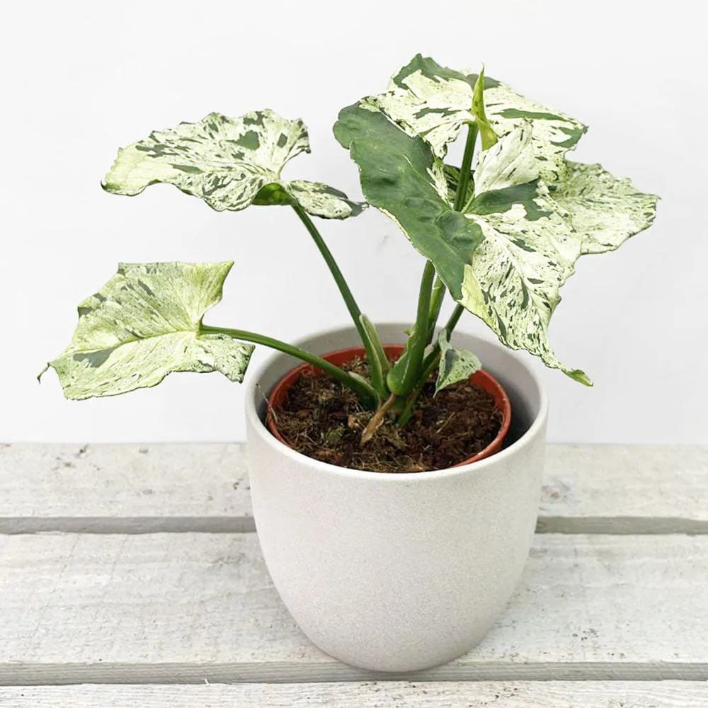 20 - 30cm Syngonium Green Splash Arrowhead House Plant 10cm Pot