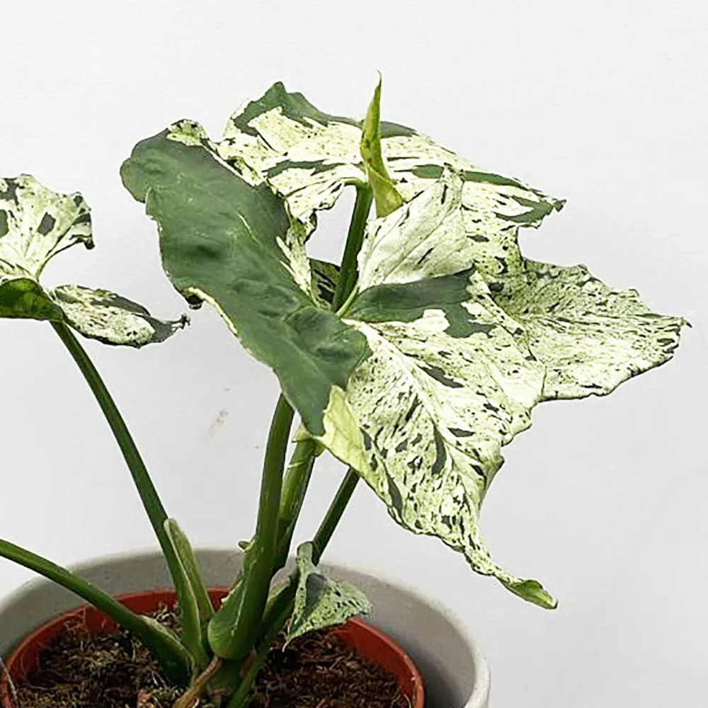 20 - 30cm Syngonium Green Splash Arrowhead House Plant 10cm Pot