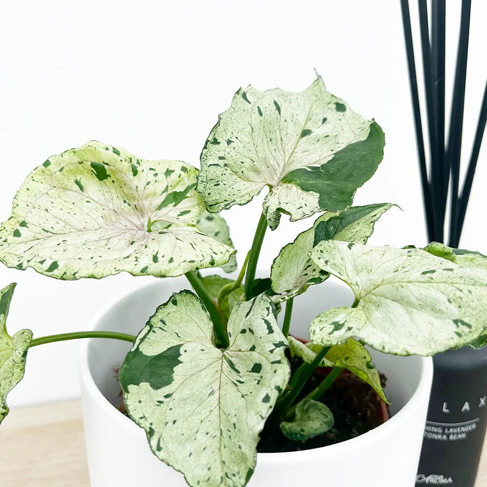 20 - 30cm Syngonium Green Splash Arrowhead House Plant 10cm Pot