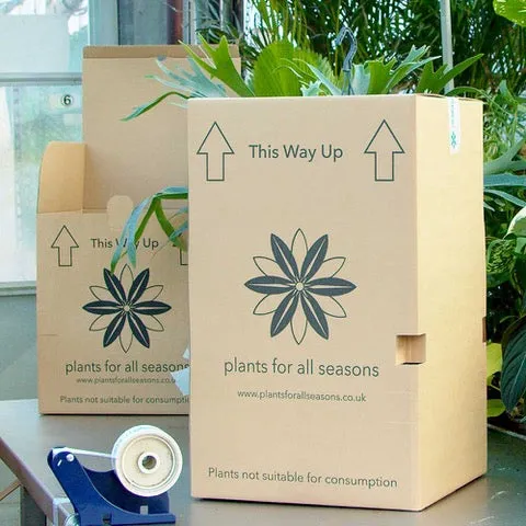 20 - 30cm Syngonium Green Splash Arrowhead House Plant 10cm Pot