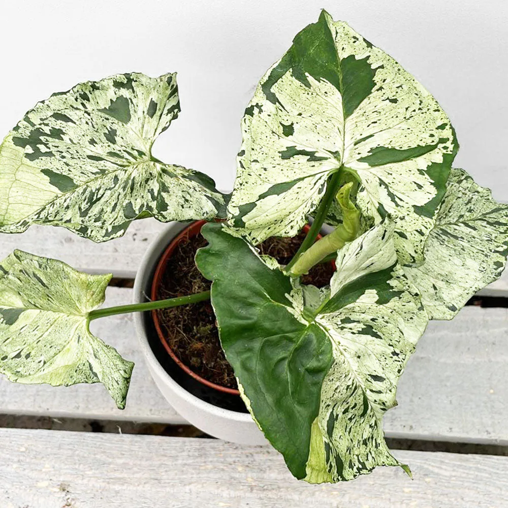 20 - 30cm Syngonium Green Splash Arrowhead House Plant 10cm Pot