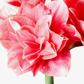 Bulb - Amaryllis 'Double Dream' 26/28