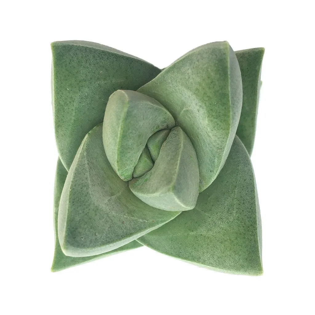 Crassula 'Moonglow'