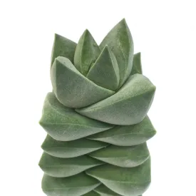 Crassula 'Moonglow'