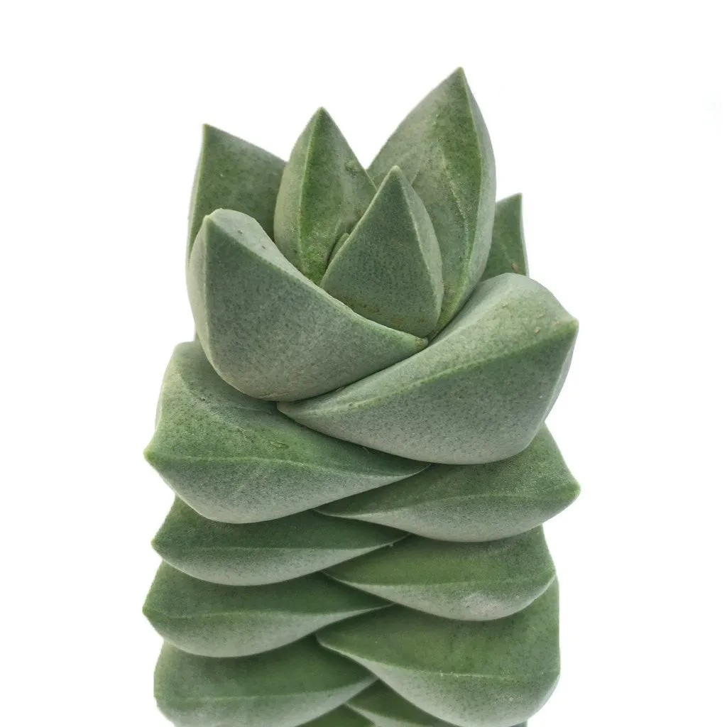 Crassula 'Moonglow'