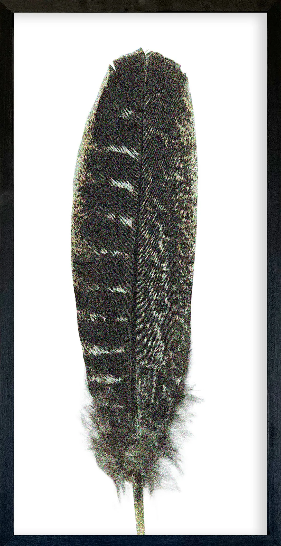 Feather Collection