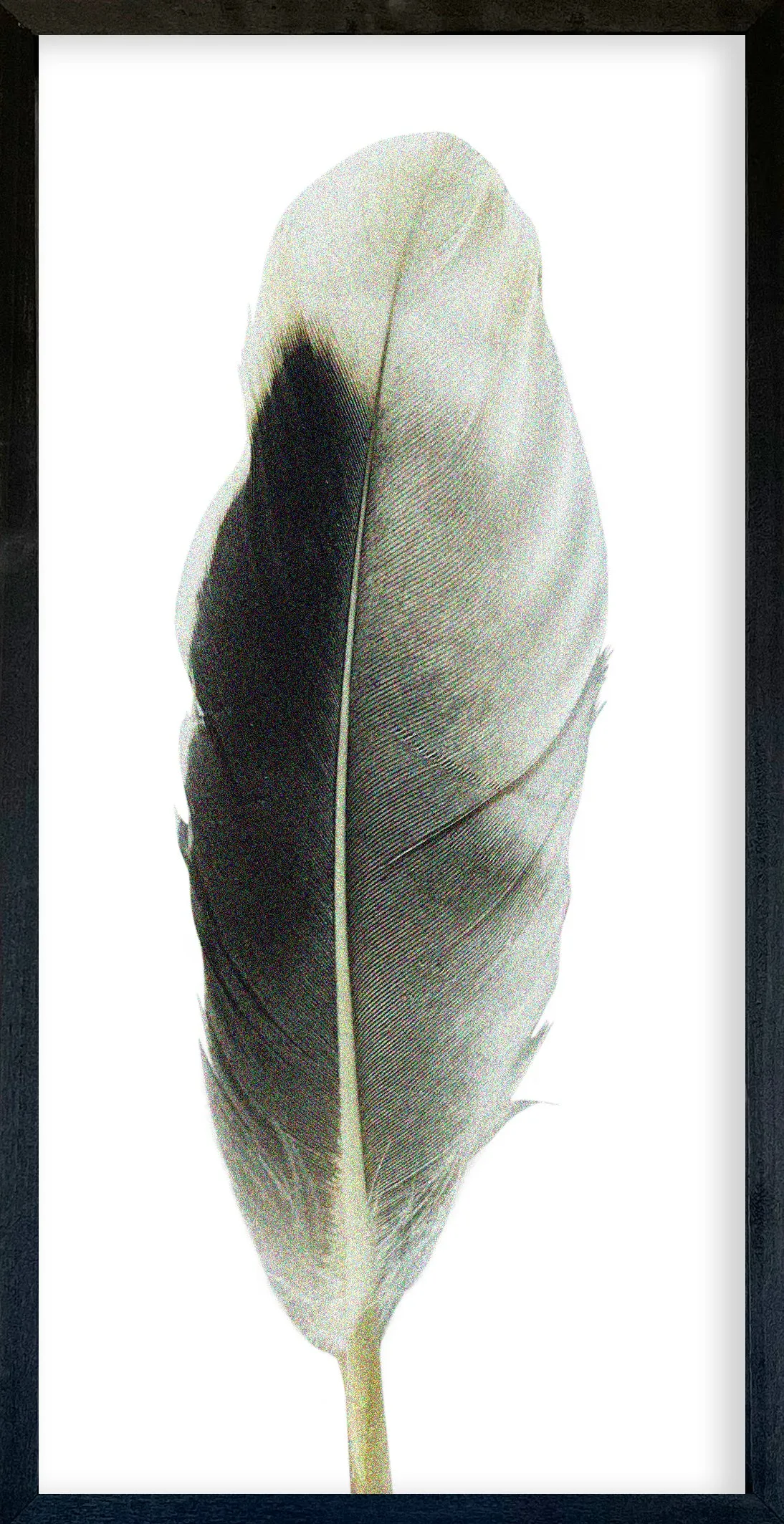 Feather Collection