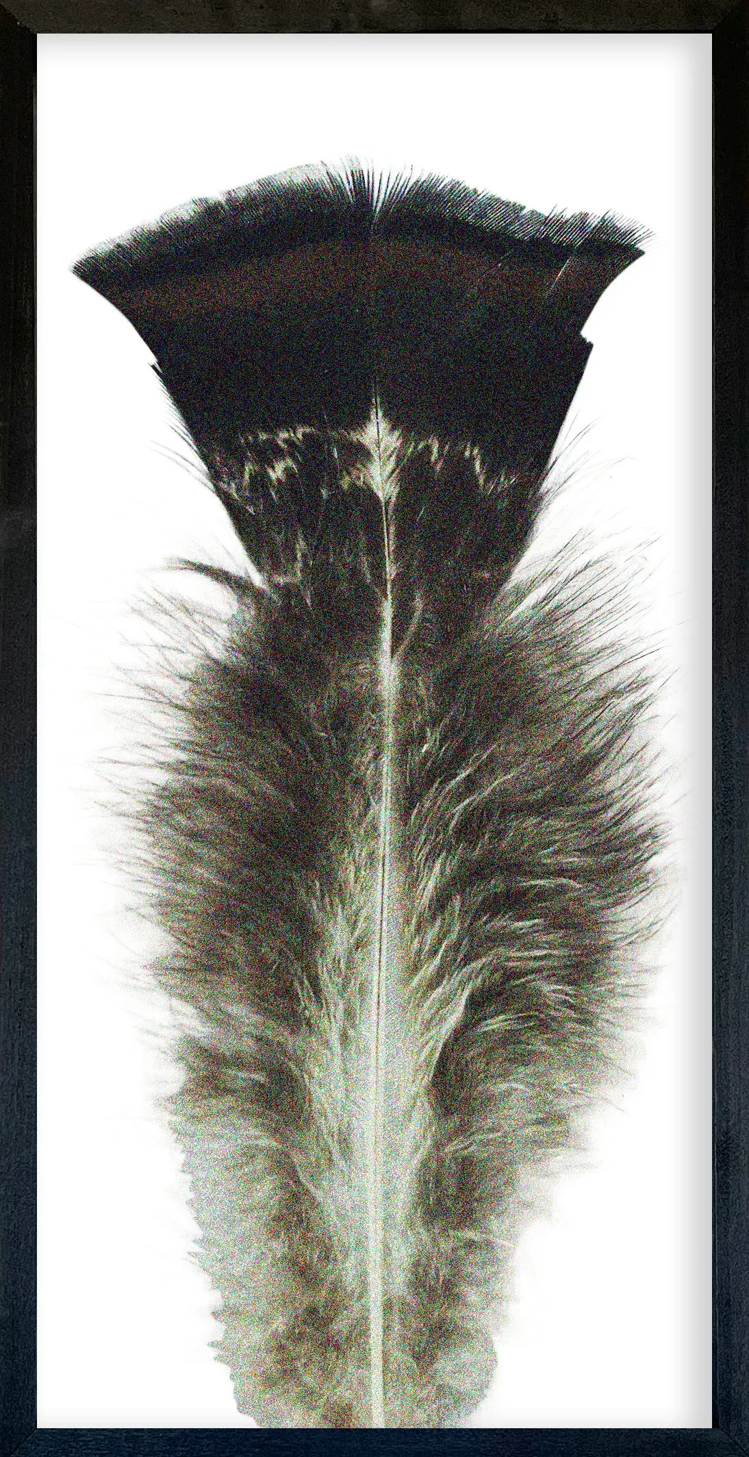 Feather Collection