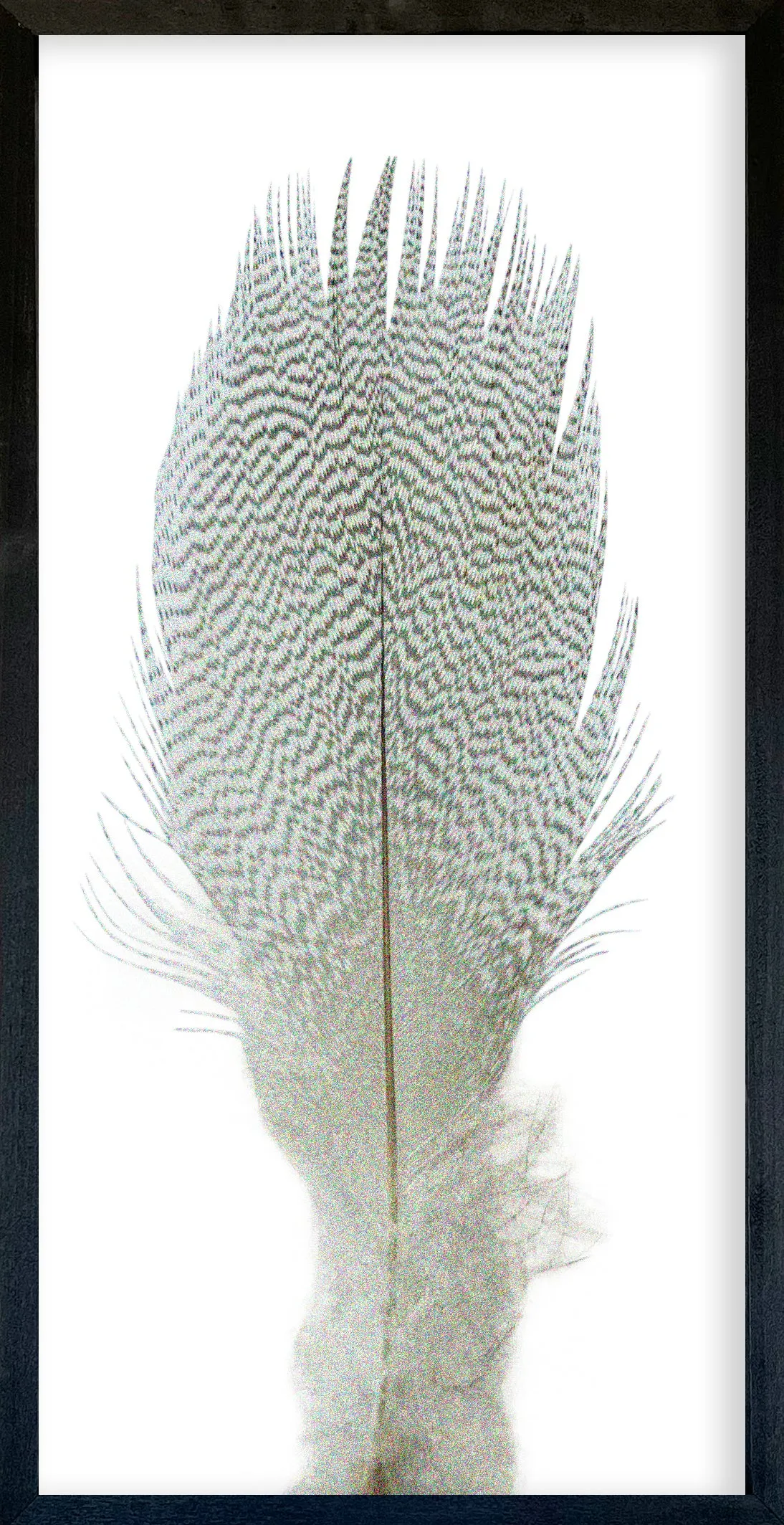 Feather Collection