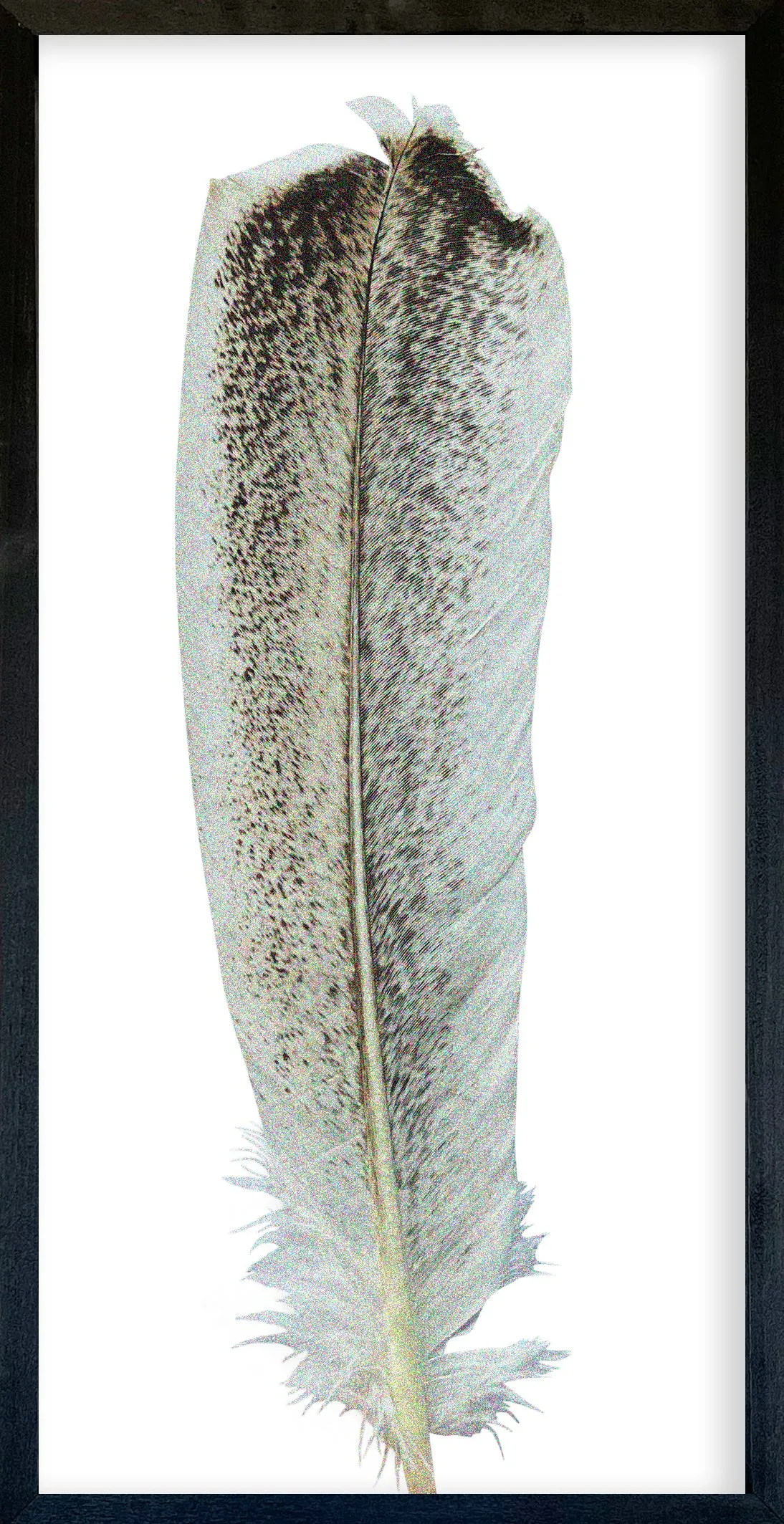 Feather Collection