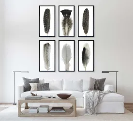 Feather Collection
